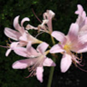 Meet your Posher, Kaya